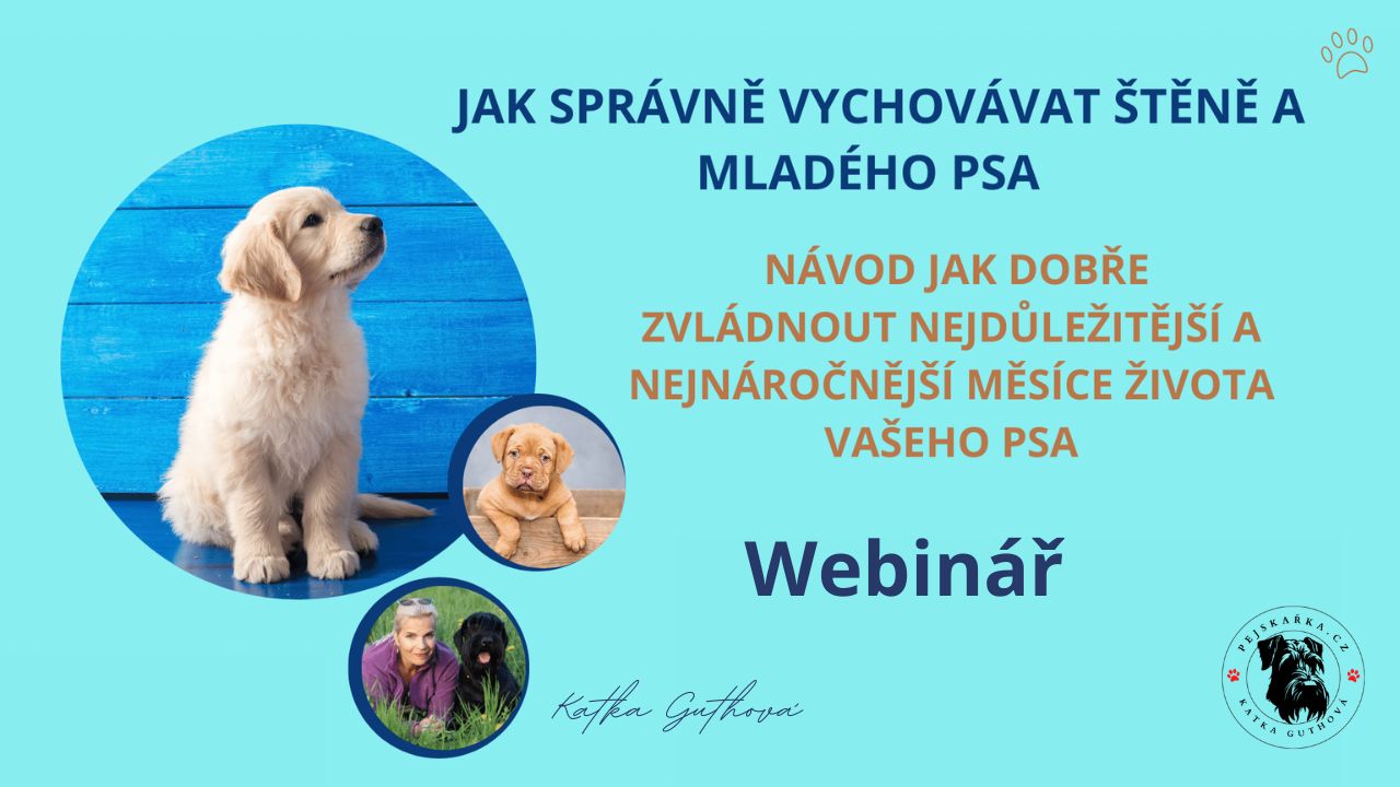 jak správně vychovávat štěně